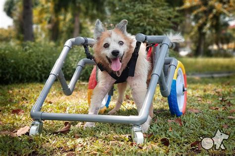 Know The Five Benefits Of Wheelchairs For Dogs